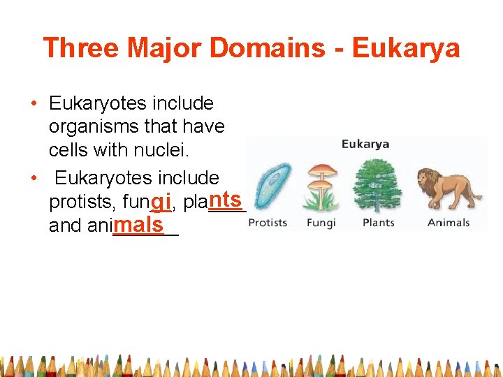 Three Major Domains - Eukarya • Eukaryotes include organisms that have cells with nuclei.