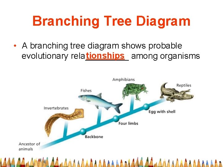 Branching Tree Diagram • A branching tree diagram shows probable tionships among organisms evolutionary