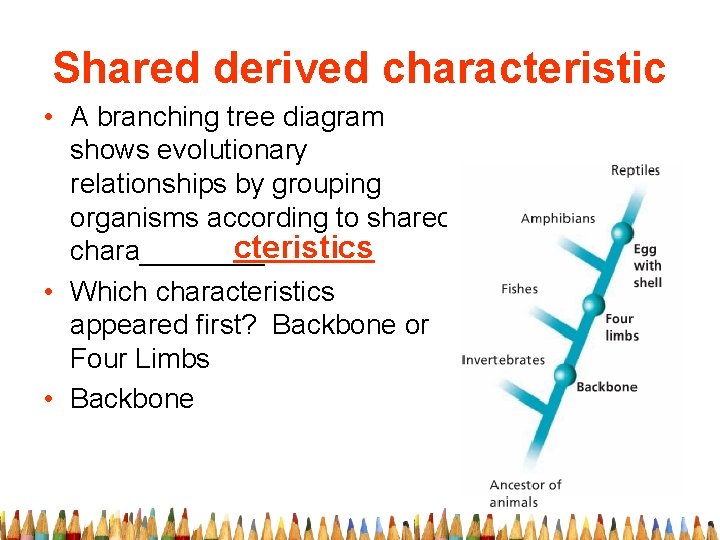 Shared derived characteristic • A branching tree diagram shows evolutionary relationships by grouping organisms