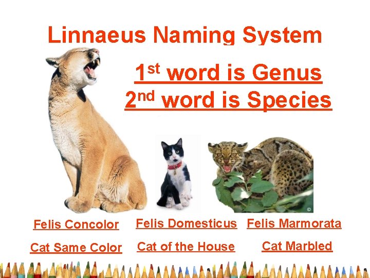 Linnaeus Naming System st 1 word is Genus nd 2 word is Species Felis