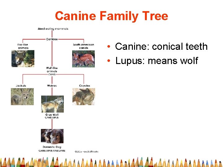 Canine Family Tree • Canine: conical teeth • Lupus: means wolf 