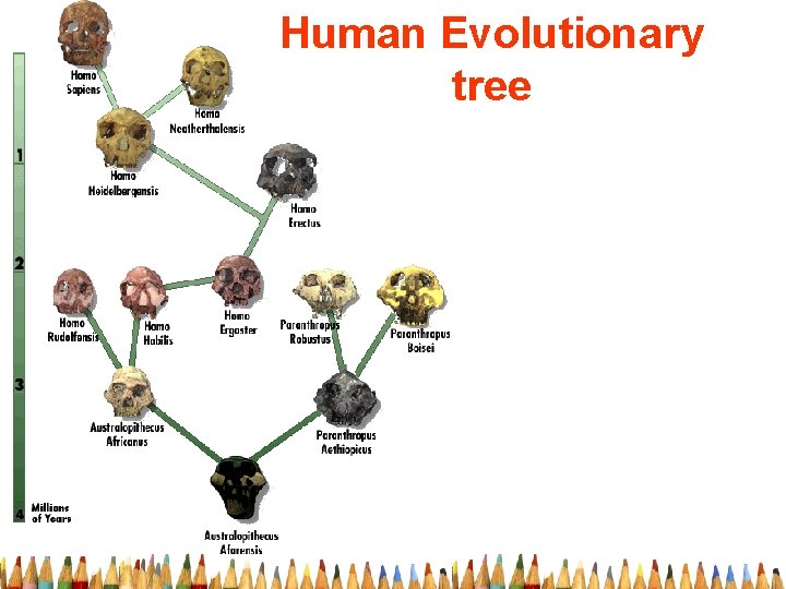 Human Evolutionary tree 