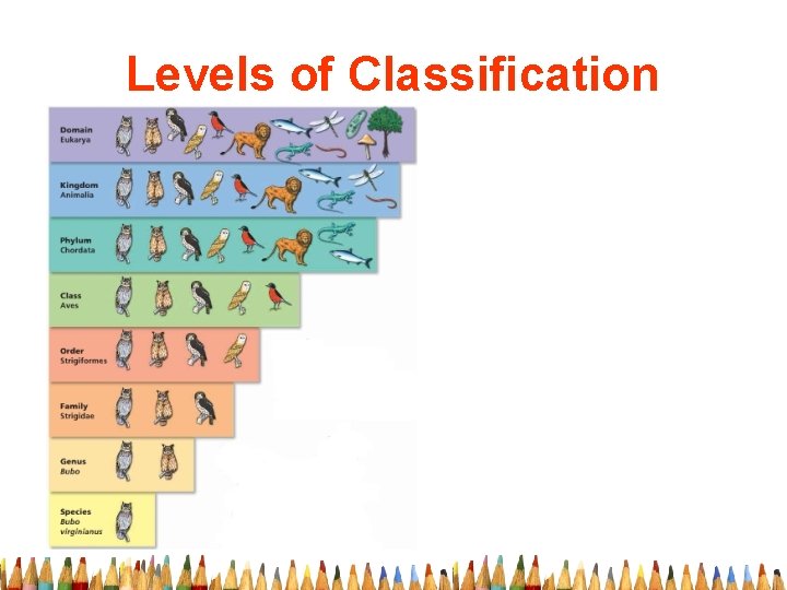 Levels of Classification 