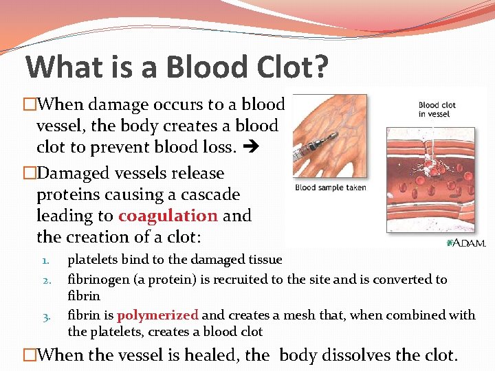 What is a Blood Clot? �When damage occurs to a blood vessel, the body
