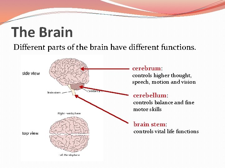 The Brain Different parts of the brain have different functions. cerebrum: controls higher thought,