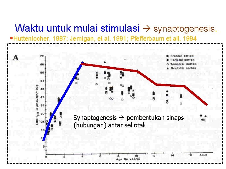 Waktu untuk mulai stimulasi synaptogenesis. §Huttenlocher, 1987; Jernigan, et al, 1991; Pfefferbaum et all,