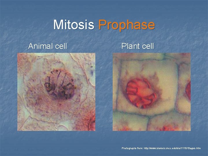 Mitosis Prophase Animal cell Plant cell Photographs from: http: //www. bioweb. uncc. edu/biol 1110/Stages.