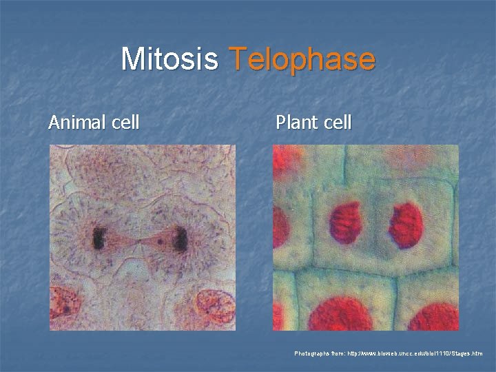 Mitosis Telophase Animal cell Plant cell Photographs from: http: //www. bioweb. uncc. edu/biol 1110/Stages.