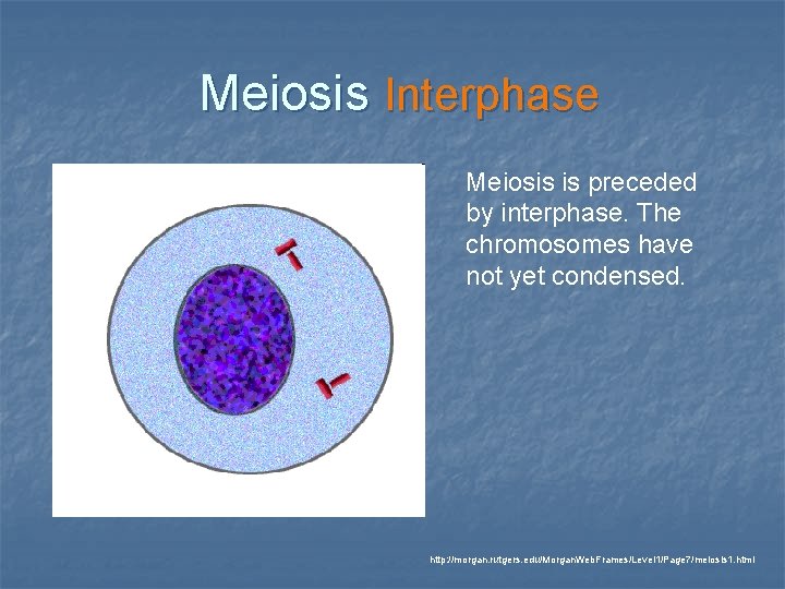 Meiosis Interphase Meiosis is preceded by interphase. The chromosomes have not yet condensed. http: