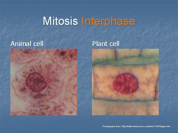 Mitosis Interphase Animal cell Plant cell Photographs from: http: //www. bioweb. uncc. edu/biol 1110/Stages.