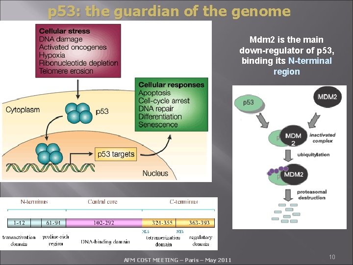 p 53: the guardian of the genome Mdm 2 is the main down-regulator of