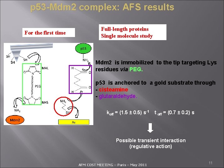 p 53 -Mdm 2 complex: AFS results For the first time Full-length proteins Single