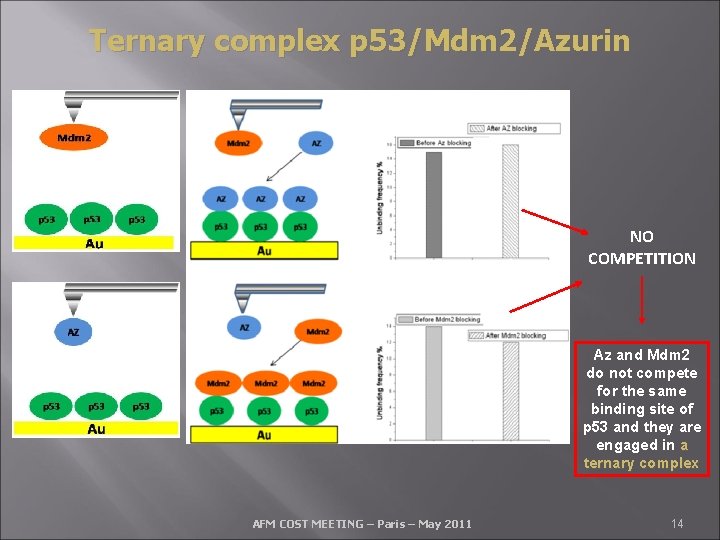 Ternary complex p 53/Mdm 2/Azurin NO COMPETITION Az and Mdm 2 do not compete