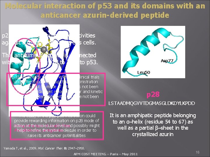 Molecular interaction of p 53 and its domains with an anticancer azurin-derived peptide p