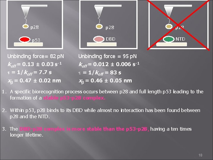 p 28 p 53 p 28 DBD NTD Unbinding force= 82 p. N Unbinding