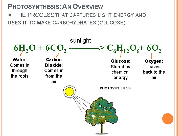 PHOTOSYNTHESIS: AN OVERVIEW ● THE PROCESS THAT CAPTURES LIGHT ENERGY AND USES IT TO