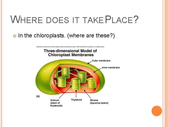 WHERE DOES IT TAKE PLACE? In the chloroplasts. (where are these? ) 