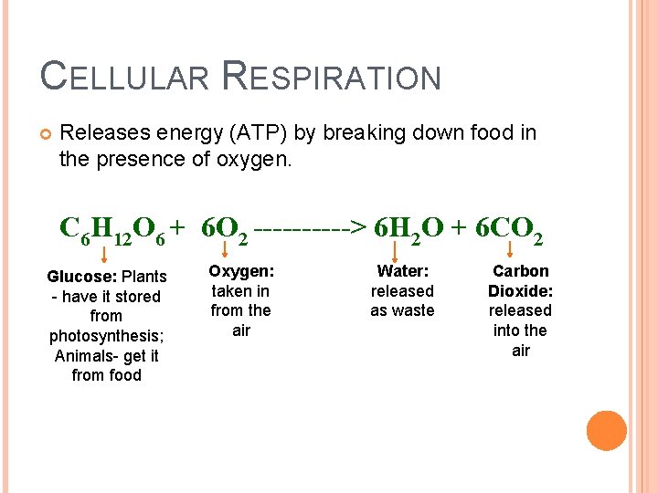 CELLULAR RESPIRATION Releases energy (ATP) by breaking down food in the presence of oxygen.