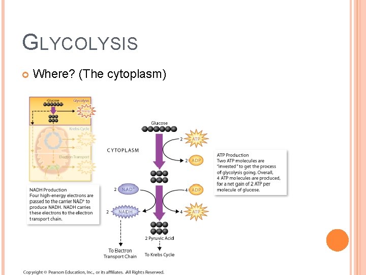 GLYCOLYSIS Where? (The cytoplasm) 