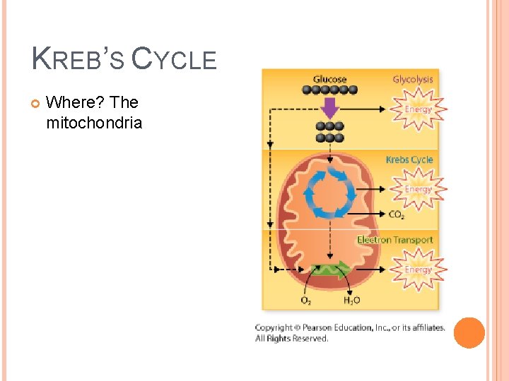 KREB’S CYCLE Where? The mitochondria 