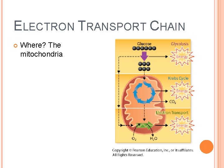 ELECTRON TRANSPORT CHAIN Where? The mitochondria 