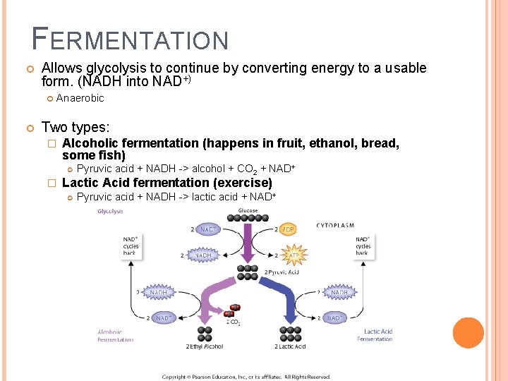 FERMENTATION Allows glycolysis to continue by converting energy to a usable form. (NADH into