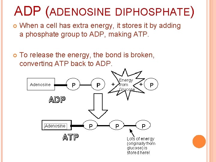 ADP (ADENOSINE DIPHOSPHATE) When a cell has extra energy, it stores it by adding