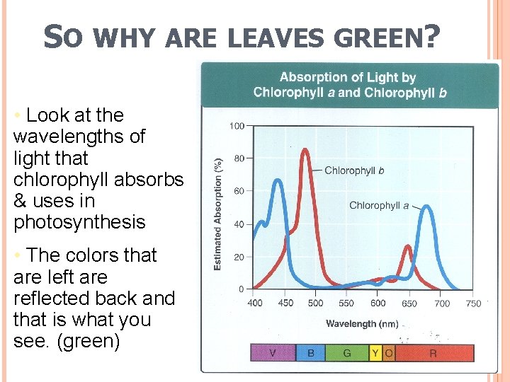 SO WHY ARE LEAVES GREEN? • Look at the wavelengths of light that chlorophyll