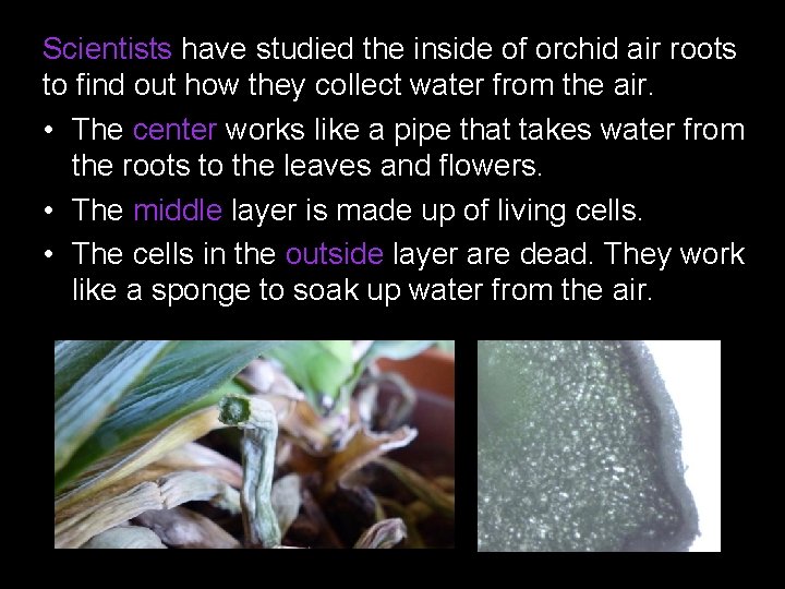 Scientists have studied the inside of orchid air roots to find out how they