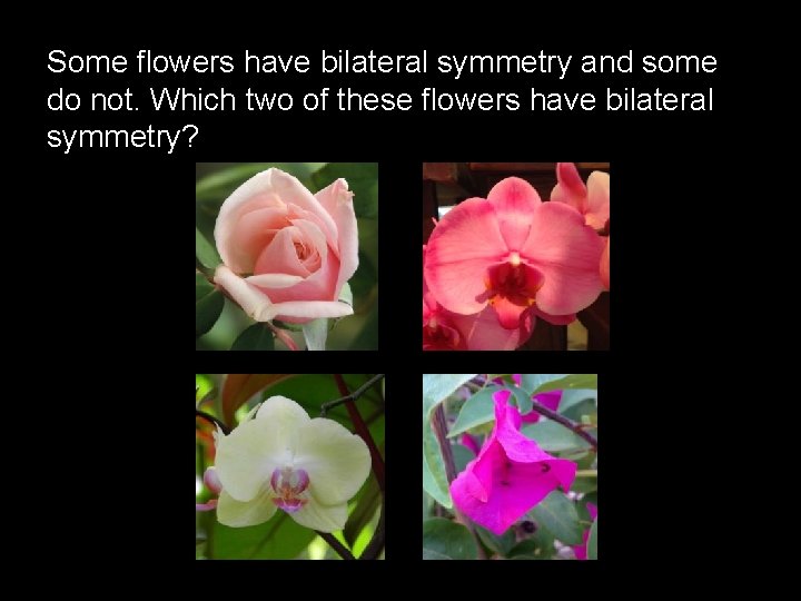 Some flowers have bilateral symmetry and some do not. Which two of these flowers