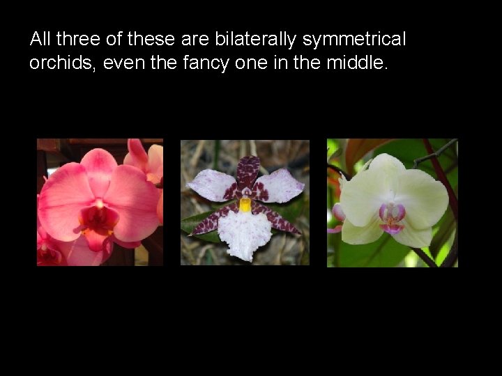 All three of these are bilaterally symmetrical orchids, even the fancy one in the