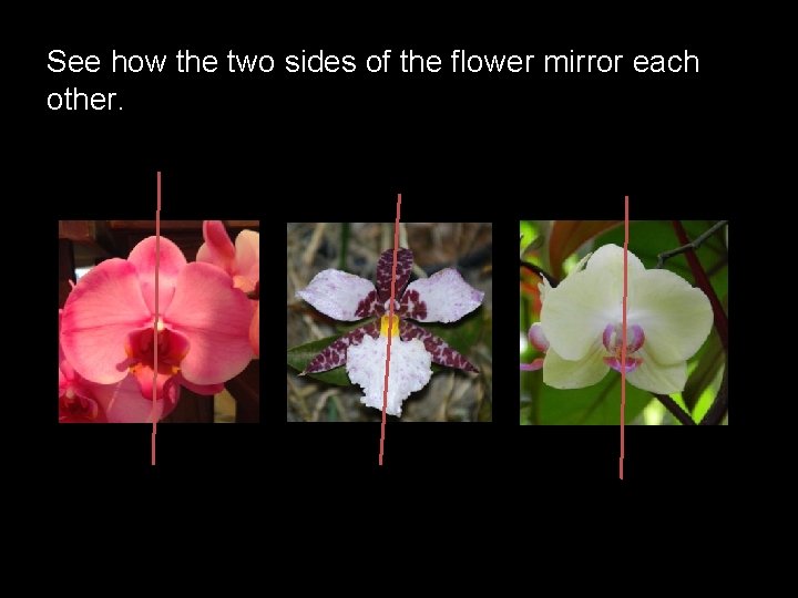 See how the two sides of the flower mirror each other. 