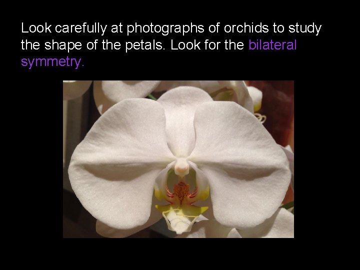 Look carefully at photographs of orchids to study the shape of the petals. Look