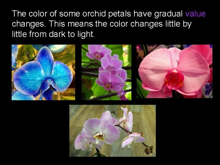The color of some orchid petals have gradual value changes. This means the color