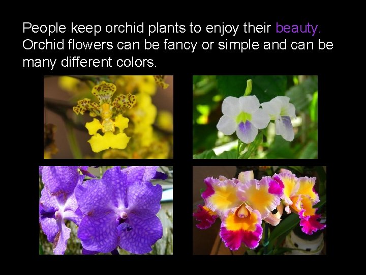 People keep orchid plants to enjoy their beauty. Orchid flowers can be fancy or