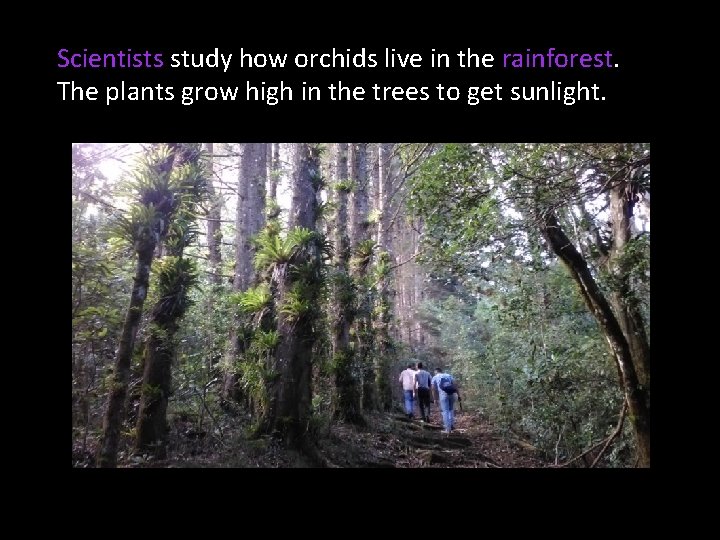 Scientists study how orchids live in the rainforest. The plants grow high in the