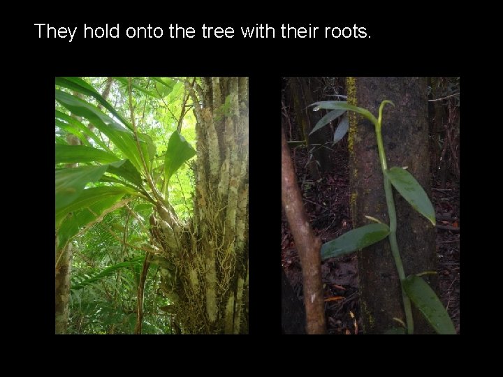 They hold onto the tree with their roots. 