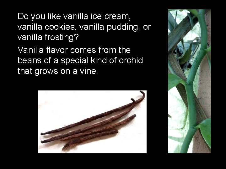 Do you like vanilla ice cream, vanilla cookies, vanilla pudding, or vanilla frosting? Vanilla