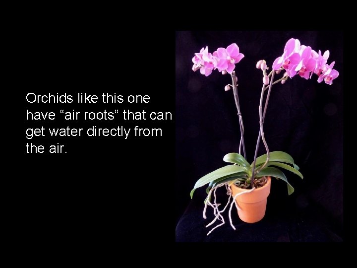 Orchids like this one have “air roots” that can get water directly from the