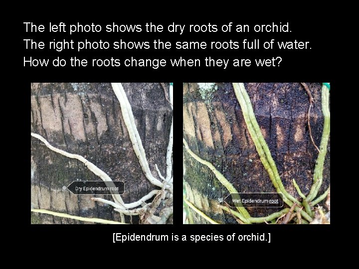 The left photo shows the dry roots of an orchid. The right photo shows