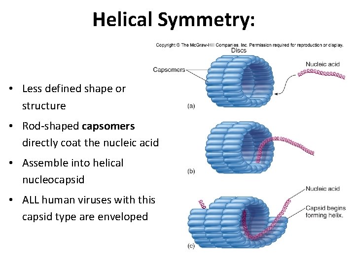 Helical Symmetry: • Less defined shape or structure • Rod-shaped capsomers directly coat the