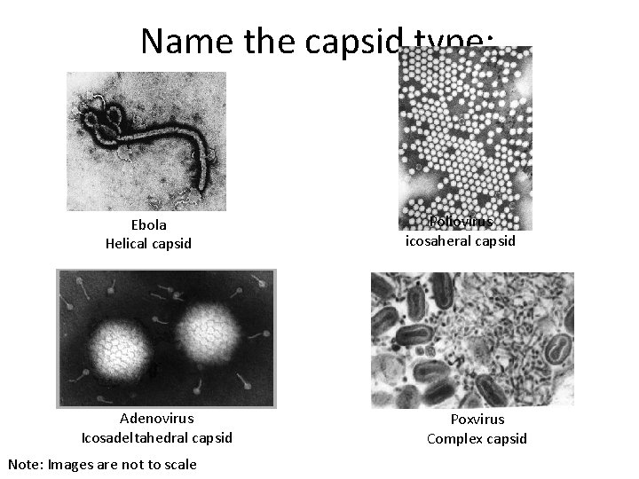 Name the capsid type: Ebola Helical capsid Adenovirus Icosadeltahedral capsid Note: Images are not