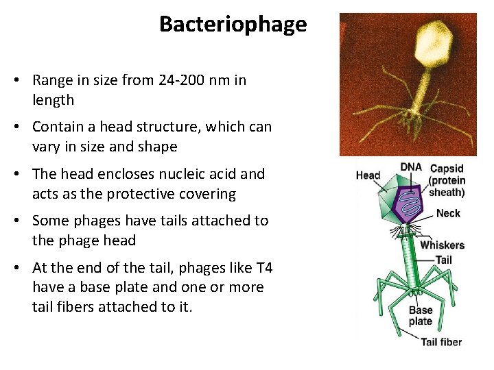 Bacteriophage • Range in size from 24 -200 nm in length • Contain a