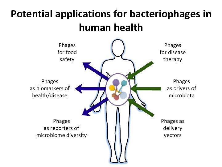 Potential applications for bacteriophages in human health 