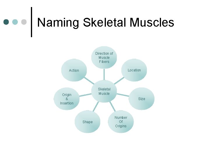 Naming Skeletal Muscles Direction of Muscle Fibers Location Action Skeletal Muscle Origin & Insertion