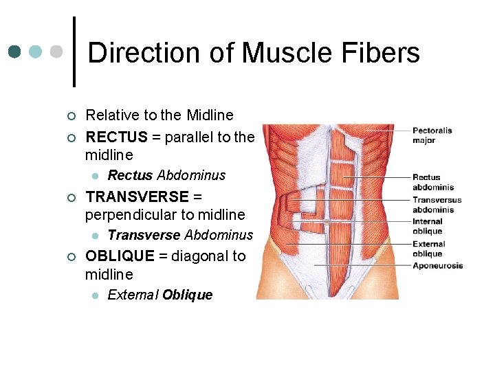 Direction of Muscle Fibers ¢ ¢ Relative to the Midline RECTUS = parallel to