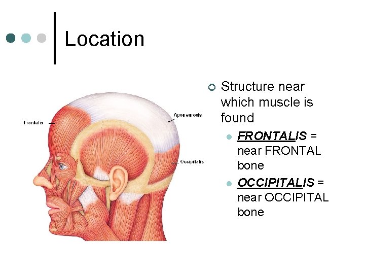 Location ¢ Structure near which muscle is found l l FRONTALIS = near FRONTAL