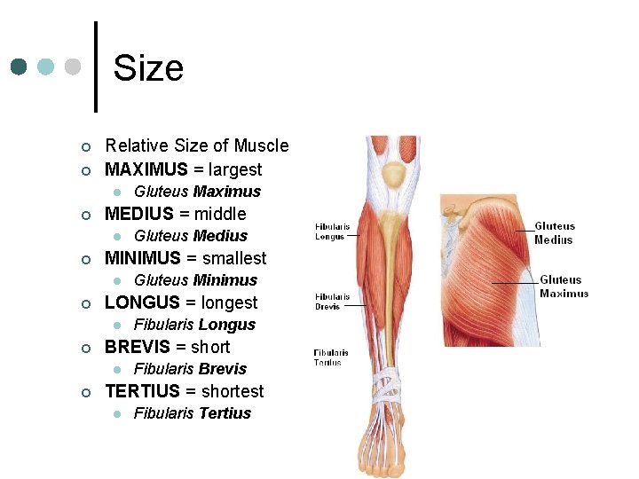 Size ¢ ¢ Relative Size of Muscle MAXIMUS = largest l ¢ MEDIUS =