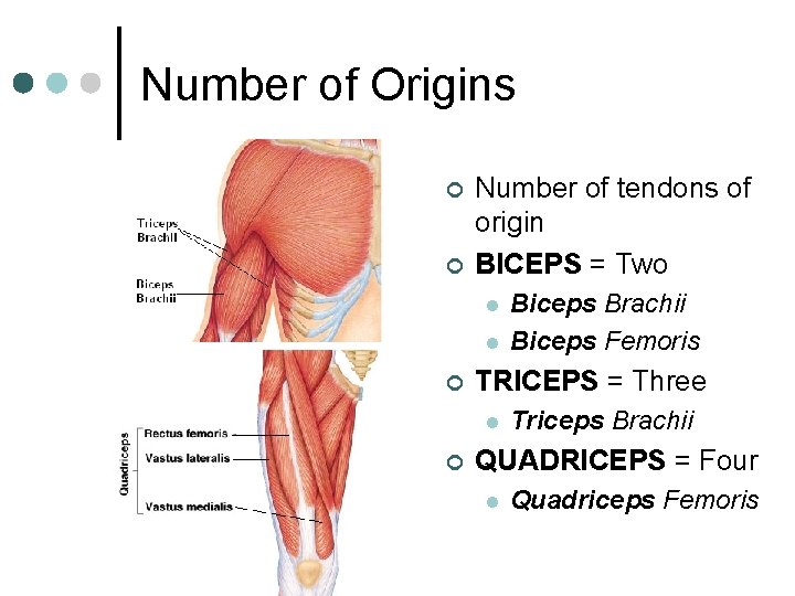Number of Origins ¢ ¢ Number of tendons of origin BICEPS = Two l