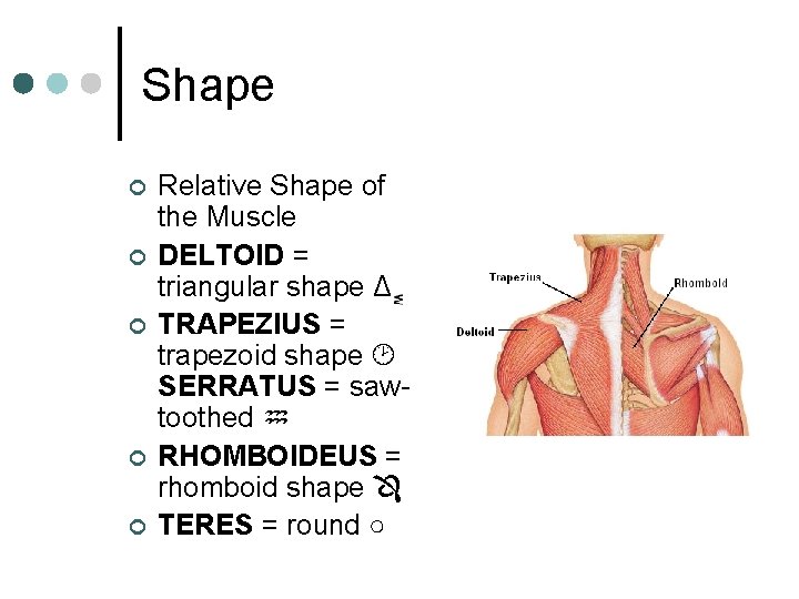 Shape ¢ ¢ ¢ Relative Shape of the Muscle DELTOID = triangular shape Δ